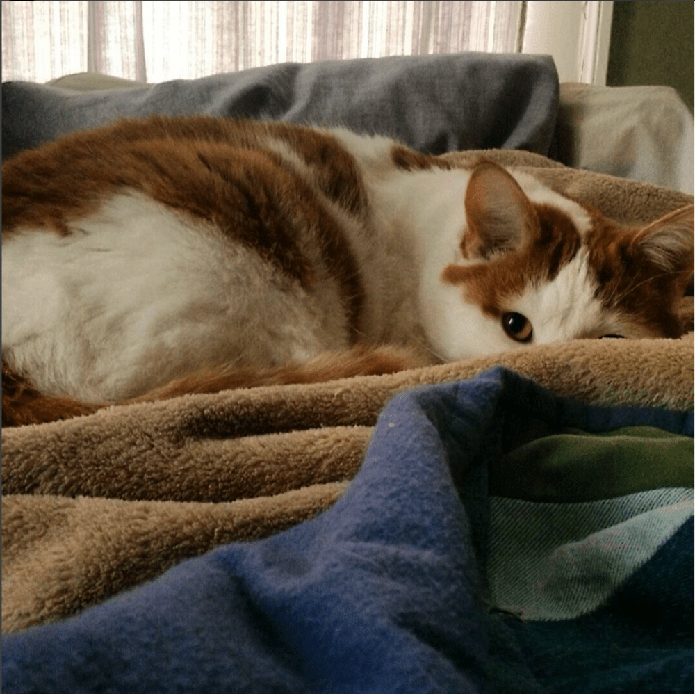 Screen Shot 2017-08-27 at 10.10.22 AM